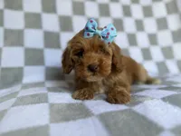 Fancy, a female Cockapoo and Poodle - Miniature  for sale in Lakeland, FL – 5 of 8