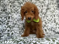 Prince, a male Cockapoo for sale in Lakeland, FL – 5 of 9
