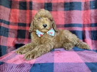 Samuel, a male Poodle - Miniature  for sale in Lakeland, FL – 2 of 9