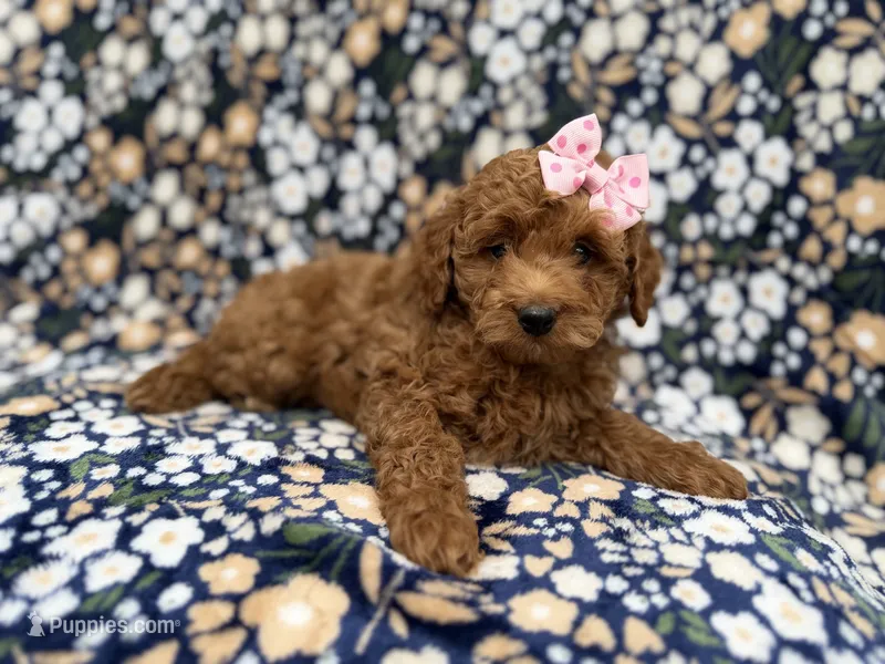 Rain – Cockapoo puppy for sale in Lakeland, FL
