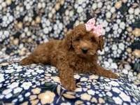 Rain, a female Cockapoo for sale in Lakeland, FL – 1 of 9
