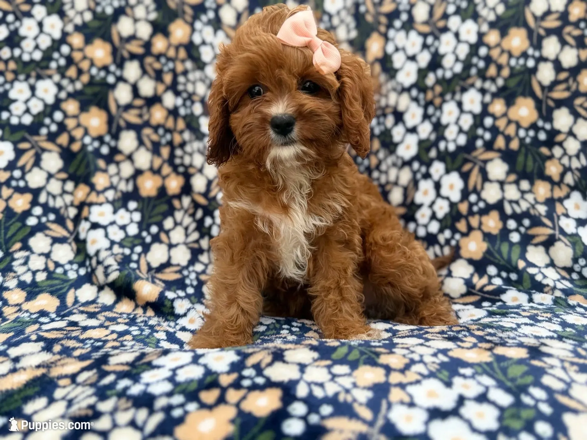 Biscuitly, a female Cavapoo for sale in Lakeland, FL – 1 of 9