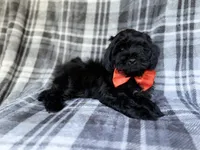 Zander, a male Shihpoo for sale in Lakeland, FL – 4 of 9