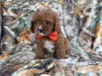 Lucky, a male Cavapoo for sale in Lakeland, FL – 4 of 9