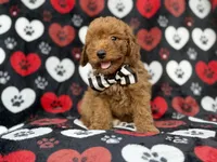 Abe, a male Cavapoo for sale in Lakeland, FL – 3 of 8