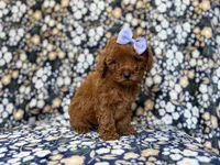 Sasha, a female Miniature Goldendoodle for sale in Lakeland, FL – 6 of 9