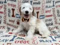 Louie, a male Cockapoo for sale in Lakeland, FL – 2 of 9