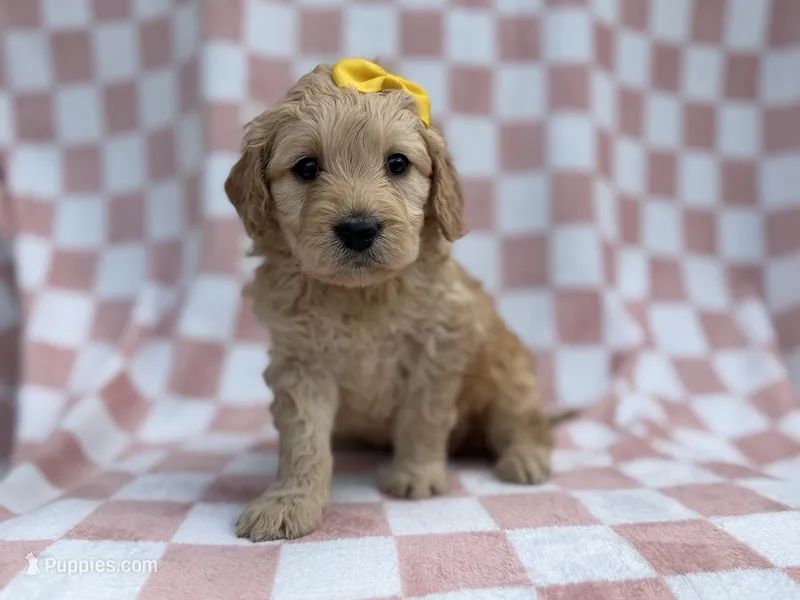 Betty – Goldendoodle, Golden Retriever puppy for sale in Lakeland, FL
