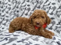 Rover, a male Cockapoo for sale in Lakeland, FL – 6 of 8