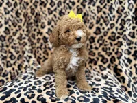 Reagan, a female Cockapoo and Poodle - Miniature  for sale in Lakeland, FL – 6 of 9
