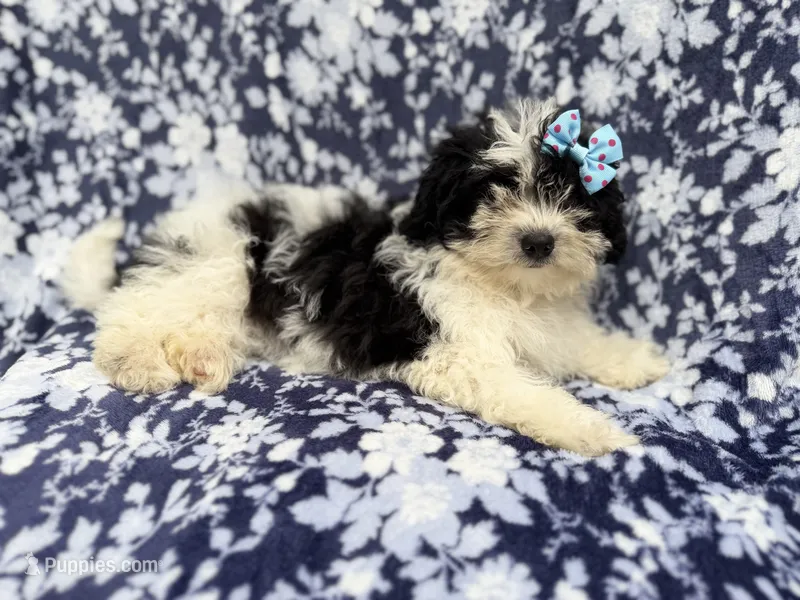 Darlin – Shihpoo puppy for sale in Lakeland, FL