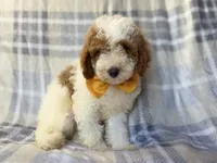 Sarge, a male Cavapoo for sale in Lakeland, FL – 10 of 10