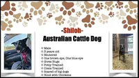 Shiloh, a male Australian Cattle Dog for sale in Lakeland, FL – Photo 2 of 3