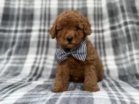 Axel, a male Cavapoo and Poodle - Miniature  for sale in Lakeland, FL – 1 of 9