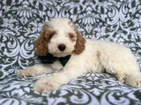Jax, a male Cockapoo and Poodle - Miniature  for sale in Lakeland, FL – 5 of 8