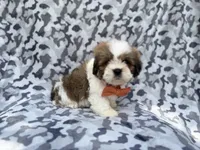 Gannon, a male Lhasa Apso for sale in Lakeland, FL – 5 of 8