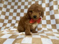 Amos, a male Miniature Goldendoodle for sale in Lakeland, FL – 2 of 8