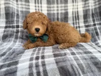 Ozzy, a male Miniature Aussiedoodle for sale in Lakeland, FL – 7 of 7