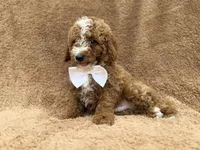 Lane, a male Goldendoodle and Poodle - Miniature  for sale in Lakeland, FL – 3 of 10
