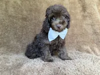 Chase, a male Cavapoo for sale in Lakeland, FL – 3 of 9