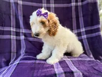 Tara, a female Cockapoo for sale in Lakeland, FL – 10 of 10