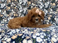 Biscuitly, a female Cavapoo for sale in Lakeland, FL – 3 of 9