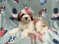 Ember, a female Cavapoo for sale in Lakeland, FL – 6 of 9