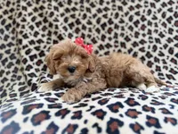 processed/a947c527-b4aa-4e2f-ba5e-a8ec25ed5734/listing/ab454ed4-c25c-43c0-8830-3ad1adeb0817/4a3a4fd4-2627-478a-bdaa-74577e9e150b