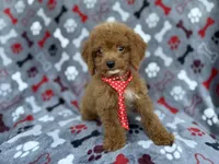 processed/a947c527-b4aa-4e2f-ba5e-a8ec25ed5734/listing/ab454ed4-c25c-43c0-8830-3ad1adeb0817/9cd4e1ab-f4f5-4e08-84c6-70c54bd98efc