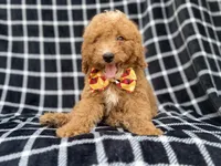 Lenny, a male Goldendoodle and Poodle - Miniature  for sale in Lakeland, FL – 8 of 8