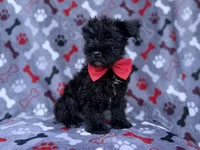 Zeus, a male Miniature Schnauzer for sale in Lakeland, FL – 3 of 8