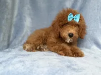 Peaches, a female Cockapoo for sale in Lakeland, FL – 7 of 10