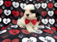 Sebastian, a male Shih Tzu and Shichon for sale in Lakeland, FL – 9 of 10