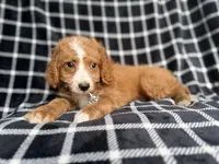 Jett, a male Cockapoo and Poodle - Miniature  for sale in Lakeland, FL – 6 of 8