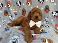 Bear, a male Cavapoo and Poodle - Miniature  for sale in Lakeland, FL – 6 of 8