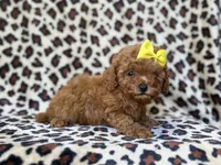 Carmen, a female Cavapoo and Poodle - Miniature  for sale in Lakeland, FL – 6 of 9