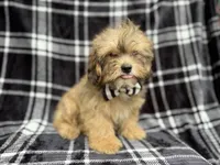 Diego, a male Shihpoo for sale in Lakeland, FL – 3 of 7