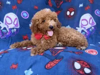 Felix, a male Poodle - Miniature  and Miniature Goldendoodle for sale in Lakeland, FL – 2 of 9