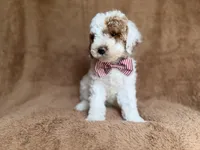 Pierce, a male Poodle - Miniature  for sale in Lakeland, FL – 8 of 8