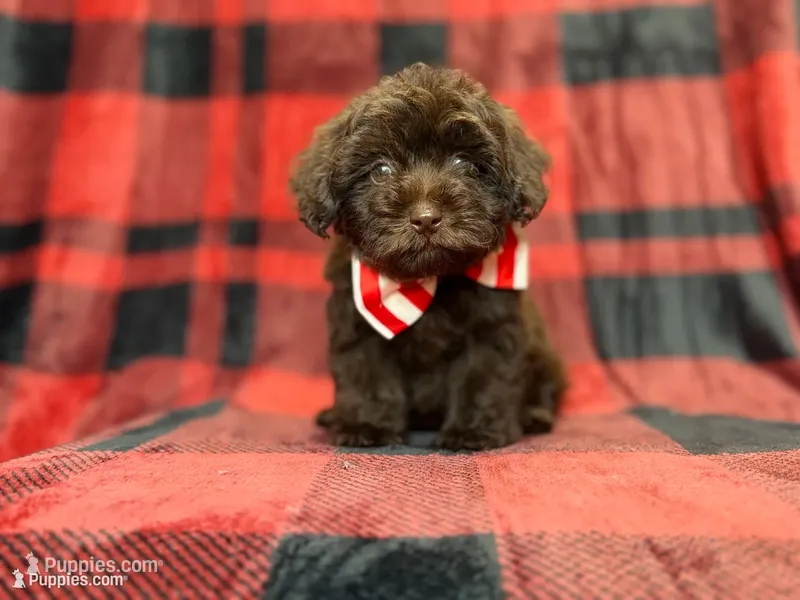 Bryant – Shihpoo, Poodle - Miniature  puppy for sale in Lakeland, FL