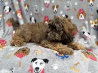 Drake, a male Shihpoo for sale in Lakeland, FL – 4 of 8