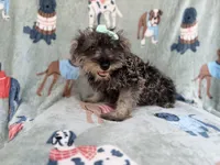 Piper, a female Miniature Schnauzer for sale in Lakeland, FL – 3 of 9
