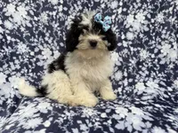 Darlin, a female Shihpoo for sale in Lakeland, FL – 1 of 8