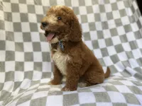 Cosmo, a male Miniature Goldendoodle for sale in Lakeland, FL – 7 of 8