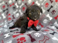 Duce, a male Miniature Aussiedoodle for sale in Lakeland, FL – 7 of 7