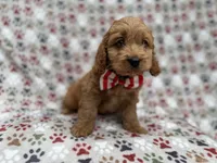 Pete, a male Cockapoo for sale in Lakeland, FL – 1 of 8