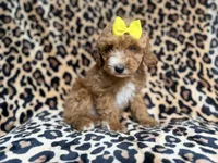 Janey, a female Cockapoo and Poodle - Miniature  for sale in Lakeland, FL – 6 of 9