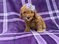 Agnes, a female Cavapoo and Poodle - Miniature  for sale in Lakeland, FL – 5 of 9