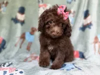 Cocoa, a female Cavapoo for sale in Lakeland, FL – 4 of 8