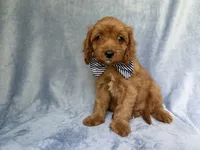 Moose, a male Cavapoo for sale in Lakeland, FL – 8 of 8
